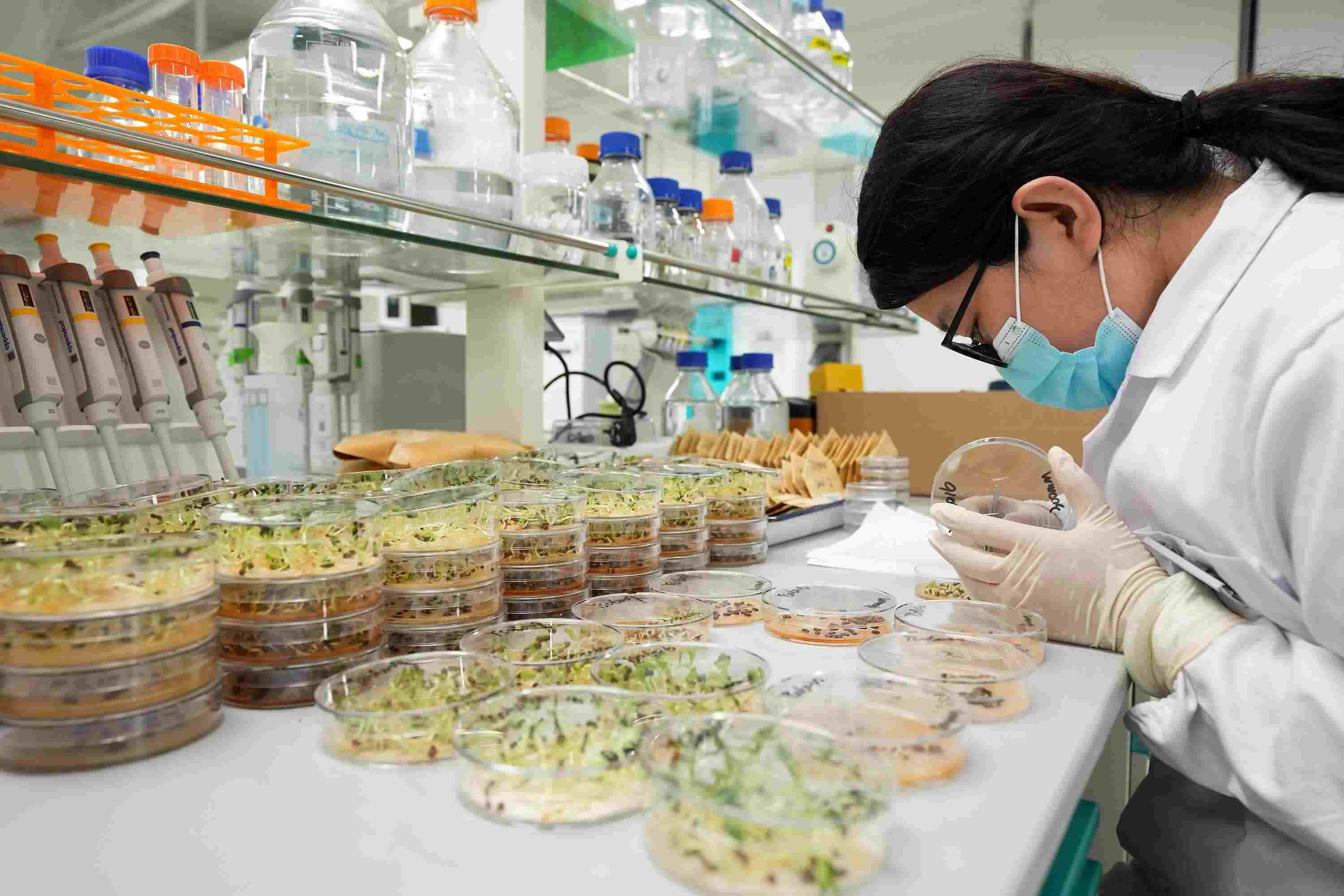 △ 海南三亞崖州灣科技城的崖州灣種子實驗室，科研人員正在觀察種子樣本。