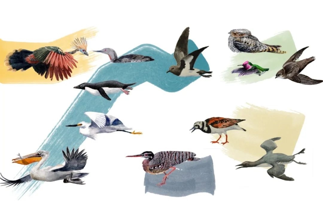 元素鳥類。浙江大學供圖