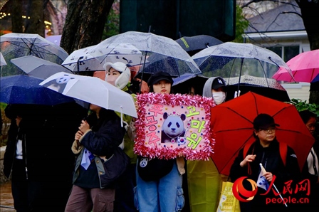 因“福寶”獲得力量和慰藉的年輕粉絲。 人民網(wǎng) 李帆攝