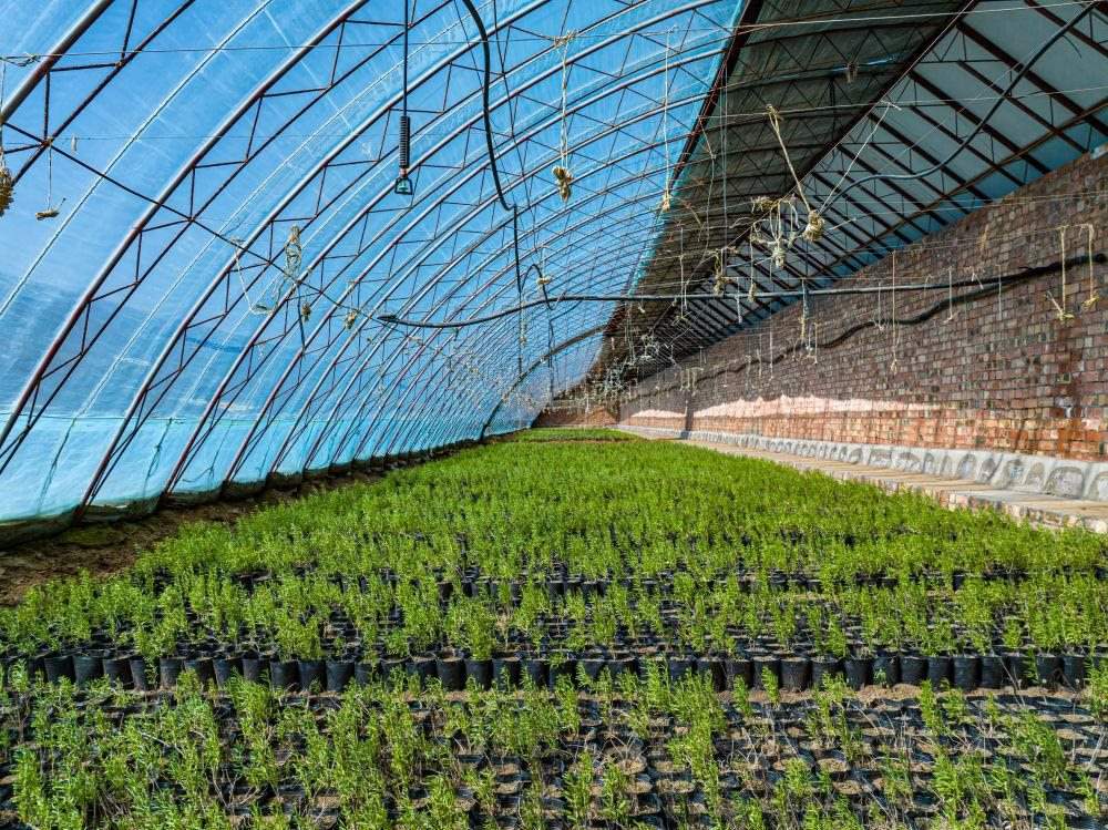 △內(nèi)蒙古一苗圃正在育苗。今年內(nèi)蒙古將投資2200萬元保障“三北”工程種苗供應(yīng)，助力打好“三北”工程攻堅戰(zhàn)。