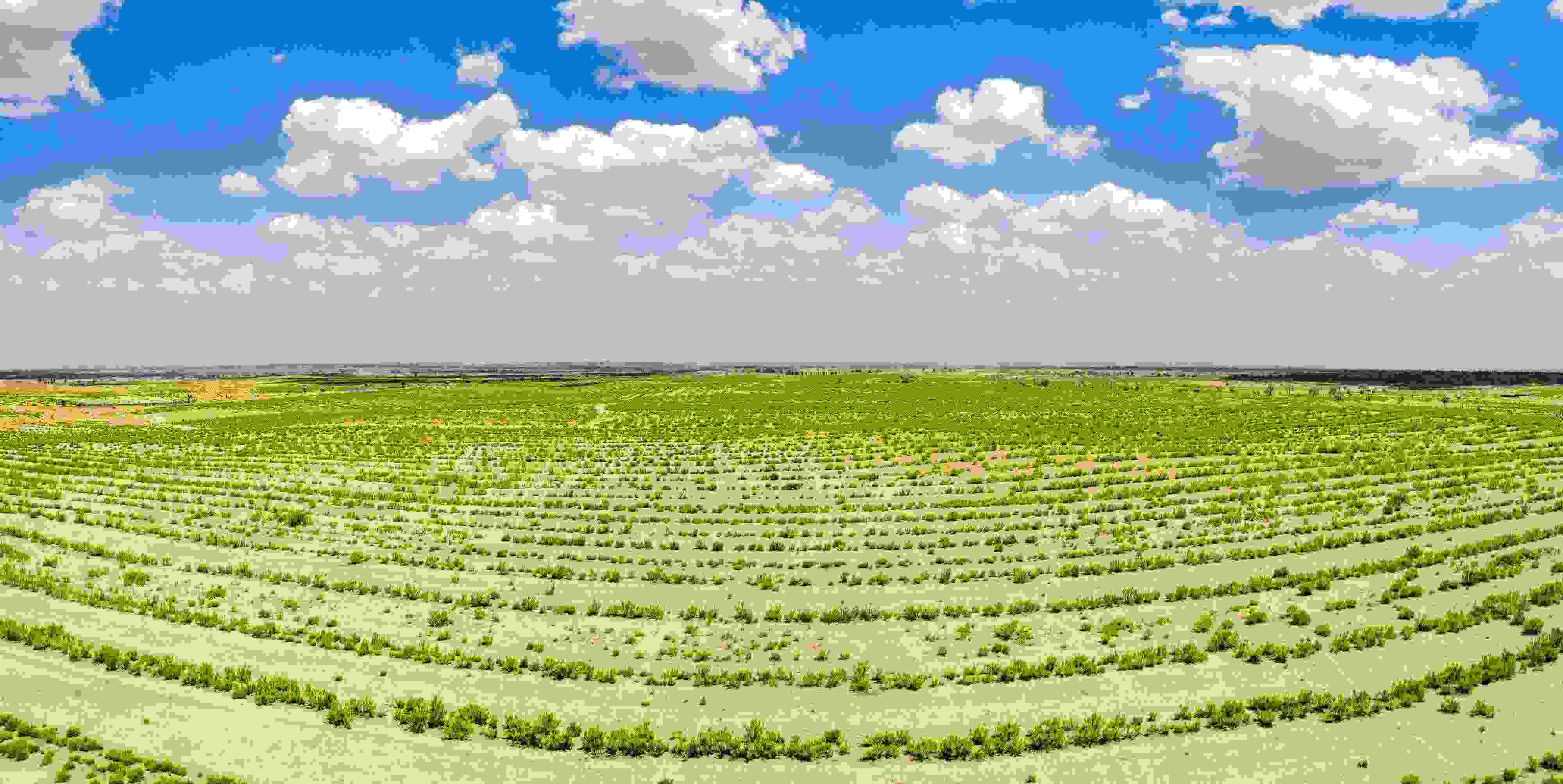 2023年6月7日，內(nèi)蒙古鄂爾多斯，毛烏素沙漠。