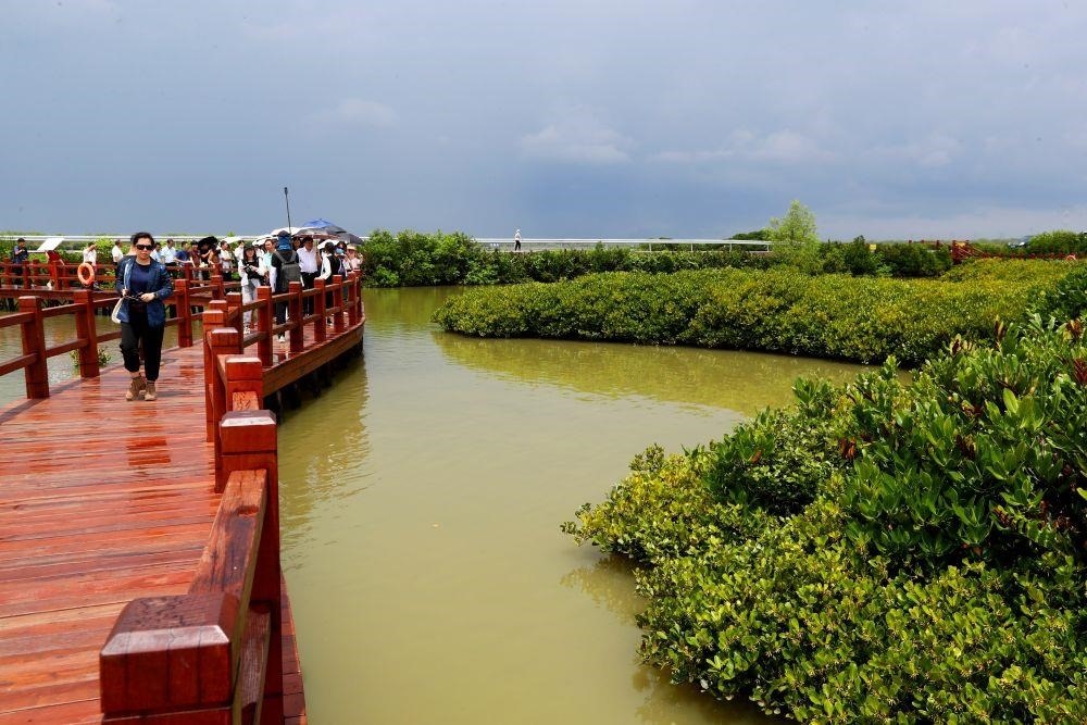 △2023年6月13日，人們?cè)趶V東湛江市麻章區(qū)金牛島觀賞紅樹林。