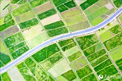 無人機(jī)視角下的西藏山南市瓊結(jié)農(nóng)田。人民網(wǎng)記者 次仁羅布攝