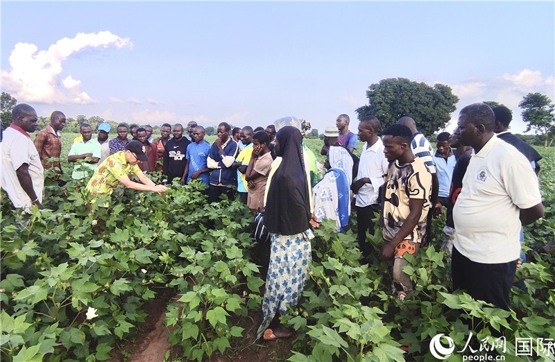 當地棉農紛紛向中國專家學習技術。人民網記者 黃培昭攝