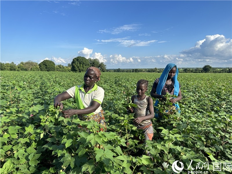 當地棉農在麥田里勞作。人民網記者 黃培昭攝