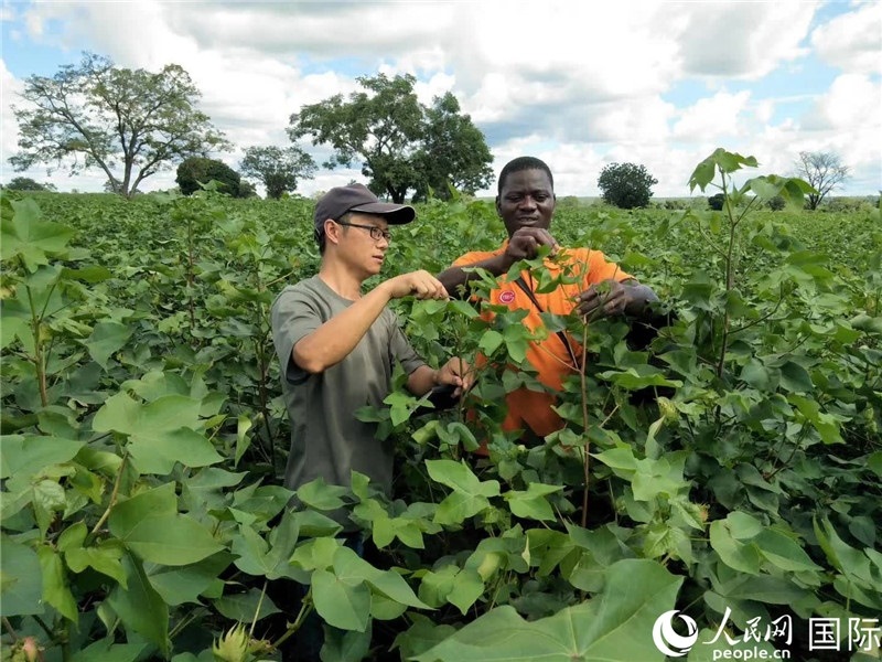 首小勇指導當地農民種植棉花。人民網記者 黃培昭攝