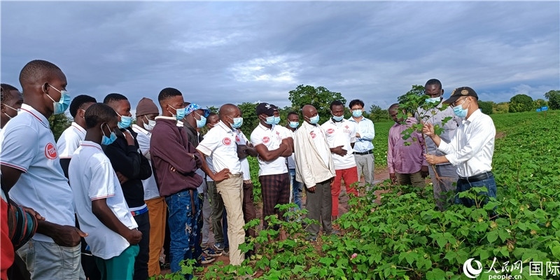 項目組長首小勇向當地棉農做技術講解。人民網記者 黃培昭攝