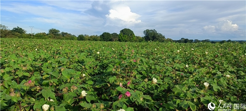 中國技術培養(yǎng)的當地棉花田。人民網記者 黃培昭攝