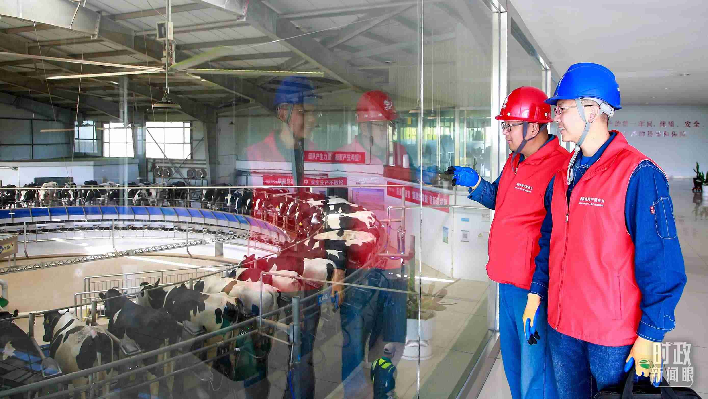  △寧夏銀川，電力員工深入奶牛養(yǎng)殖企業(yè)，助力數(shù)智化養(yǎng)殖。（圖/視覺中國）