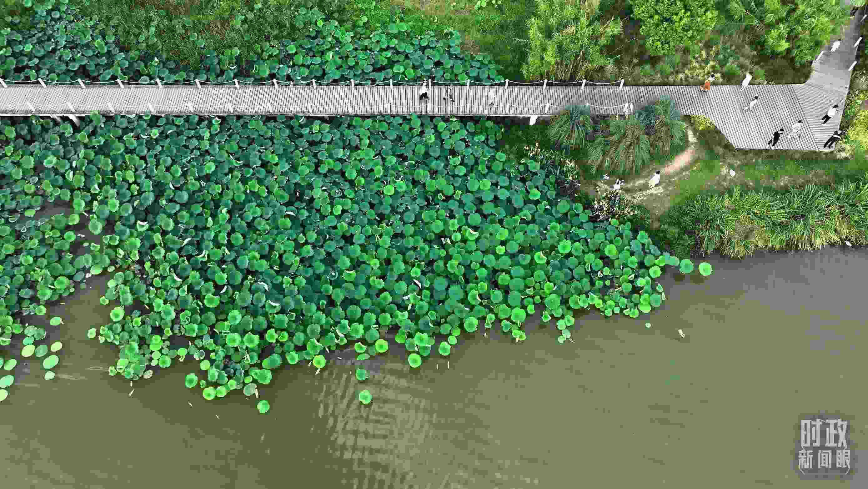 △陜西漢中天漢濕地公園內(nèi)，游人穿行，荷影婆娑。（總臺(tái)記者劉海濤拍攝）