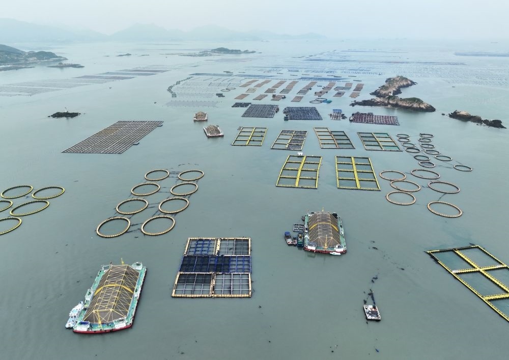 在福建連江定海灣海域，坐落著“定海灣1號”“定海灣2號”等深遠海養(yǎng)殖平臺（2024年5月7日攝，無人機照片）。新華社記者 林善傳 攝