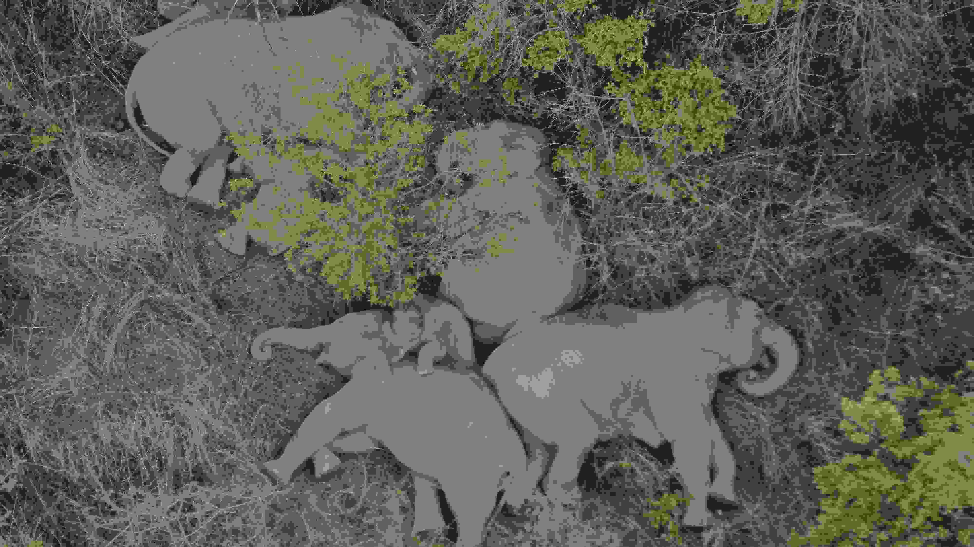 2021年6月7日，航拍顯示亞洲象群在云南省昆明市晉寧區(qū)夕陽鄉(xiāng)山林地里睡覺休息。