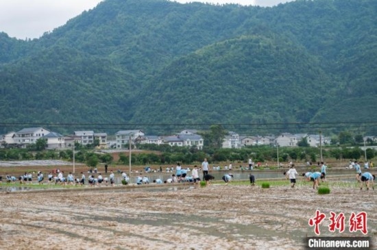 圖為5月21日，綏陽(yáng)縣旺草中學(xué)學(xué)生在旺草萬(wàn)畝大壩體驗(yàn)插秧。唐哲 攝