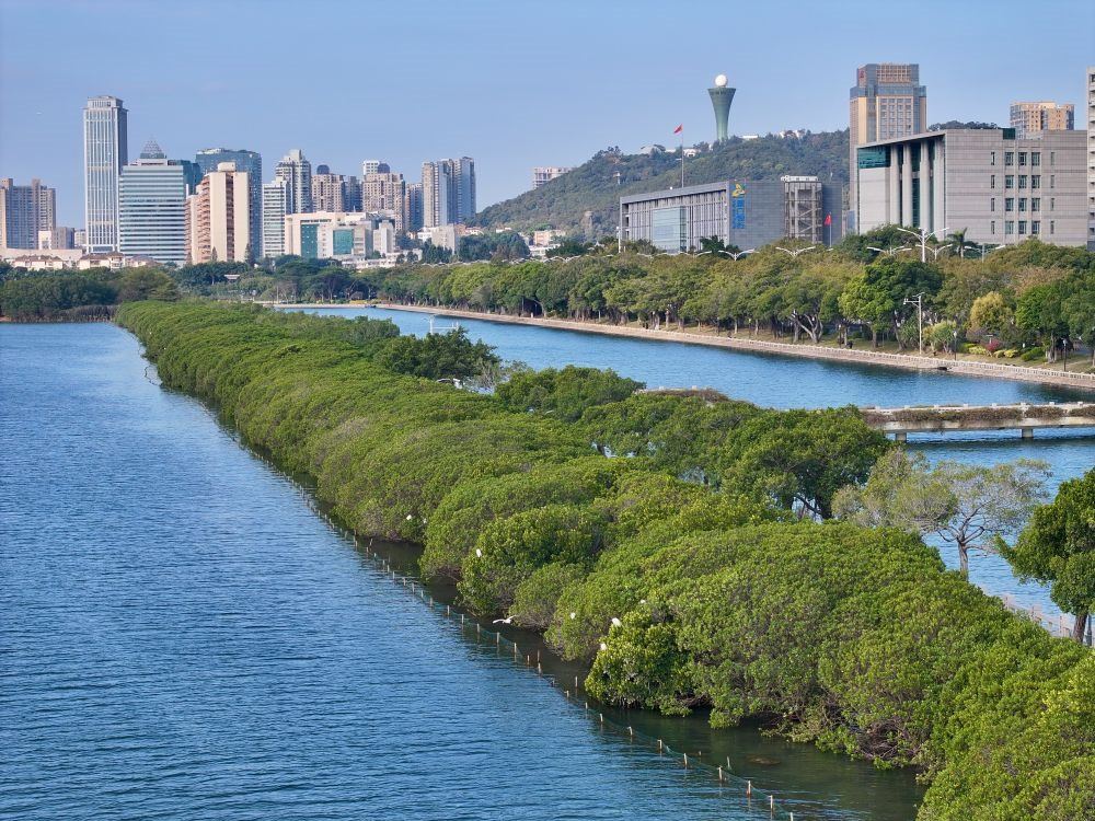 福建廈門筼筜湖紅樹林種植帶（2024年1月24日攝，無人機(jī)照片）。