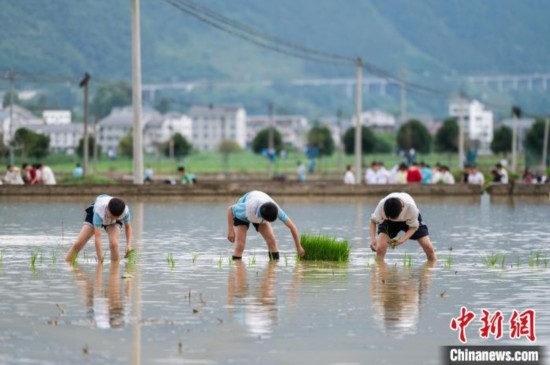 圖為5月21日，綏陽(yáng)縣旺草中學(xué)學(xué)生在旺草萬(wàn)畝大壩體驗(yàn)插秧。唐哲 攝