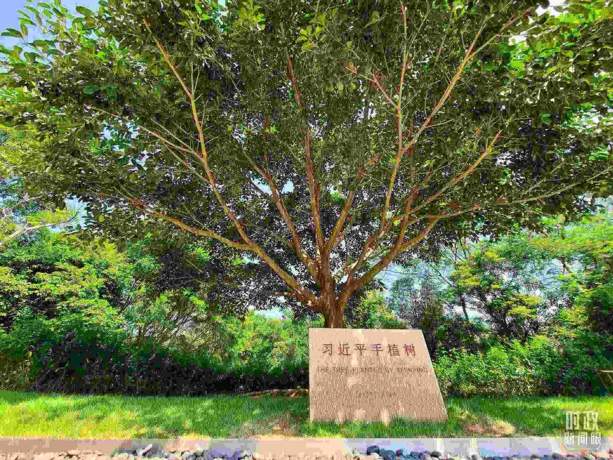 習(xí)近平2012年在深圳蓮花山公園種下的高山榕樹(shù)已枝繁葉茂。（總臺(tái)央視記者趙化拍攝）