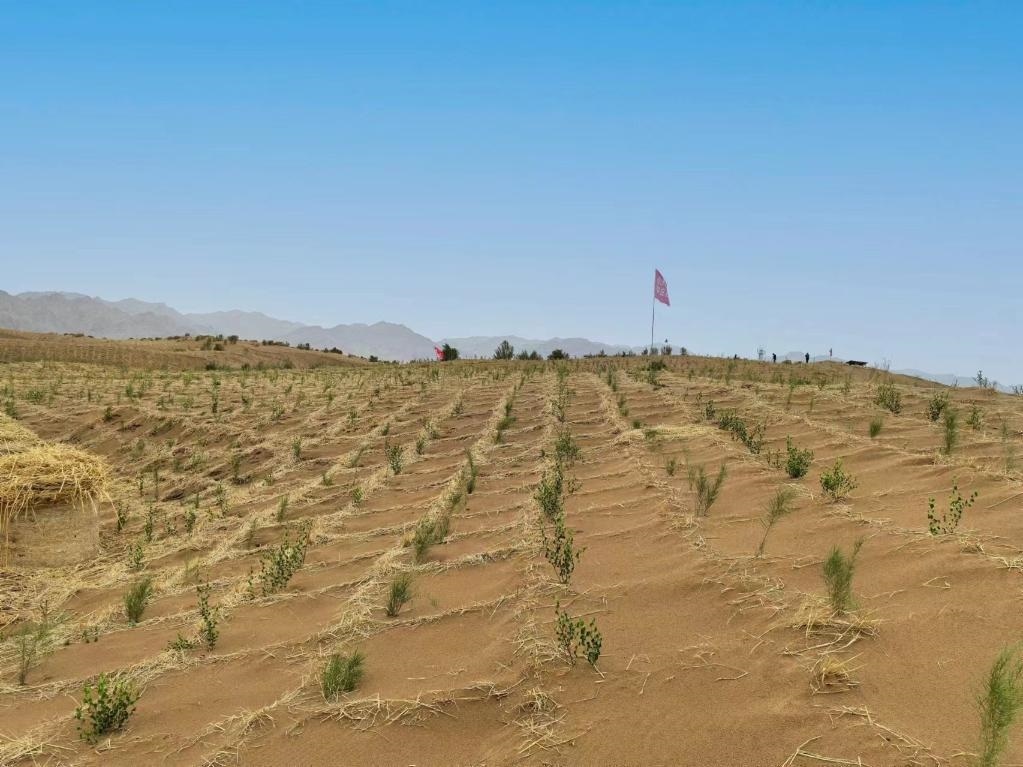 內(nèi)蒙古巴彥淖爾市杭錦后旗治沙新品種沙木蓼和四翅濱藜苗木示范區(qū)。新華社記者 李云平 攝