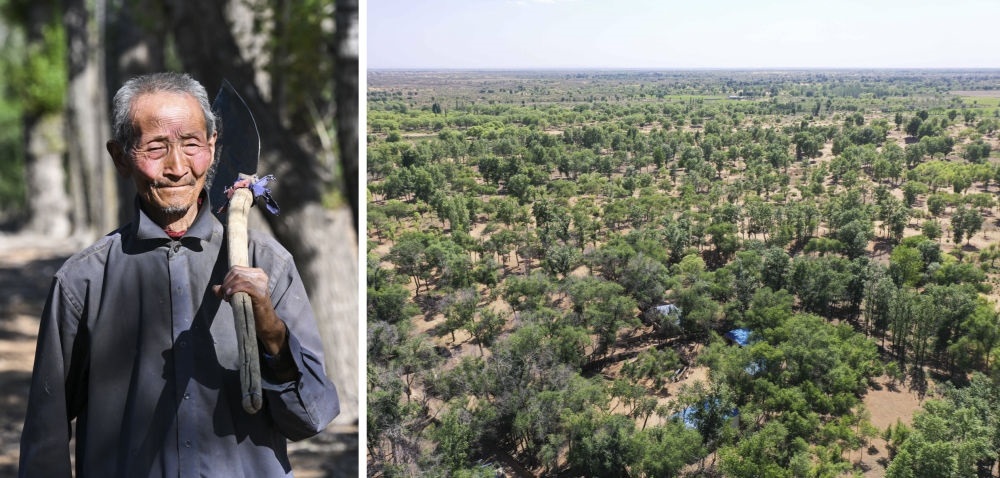 拼版照片：左圖為內(nèi)蒙古鄂托克前旗呼和陶勒蓋嘎查的牧民曹扎娃出門勞作（2023年6月14日攝）；右圖為曹扎娃的承包地（2023年6月14日攝，無人機(jī)照片）。20世紀(jì)80年代，在毛烏素沙地中，曹扎娃主動承包了2300多畝沙地。這么多年來，曹扎娃堅(jiān)持種樹治沙，最終將沙地變成了林海。新華社記者 劉磊 攝