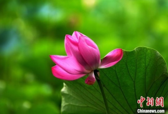 6月19日，時值一年畢業(yè)季，四川大學(xué)望江校區(qū)荷花池里的荷花盛開，成為了畢業(yè)生們的打卡圣地，吸引了眾多畢業(yè)生拍照留念。圖為盛開的荷花。中新社記者 安源 攝