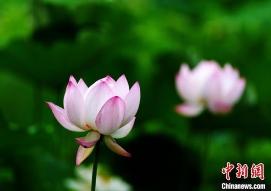 6月19日，時值一年畢業(yè)季，四川大學(xué)望江校區(qū)荷花池里的荷花盛開，成為了畢業(yè)生們的打卡圣地，吸引了眾多畢業(yè)生拍照留念。圖為盛開的荷花。中新社記者 安源 攝