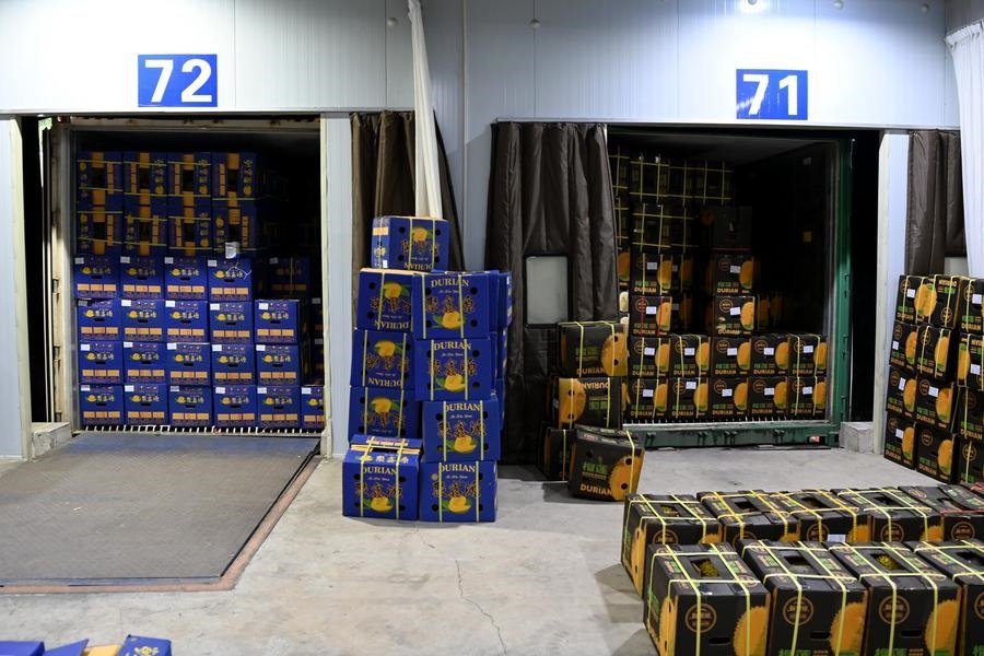 2023年9月12日在廣西憑祥友誼關(guān)口岸拍攝的等待通關(guān)的進(jìn)口榴蓮。新華社記者 曹祎銘 攝