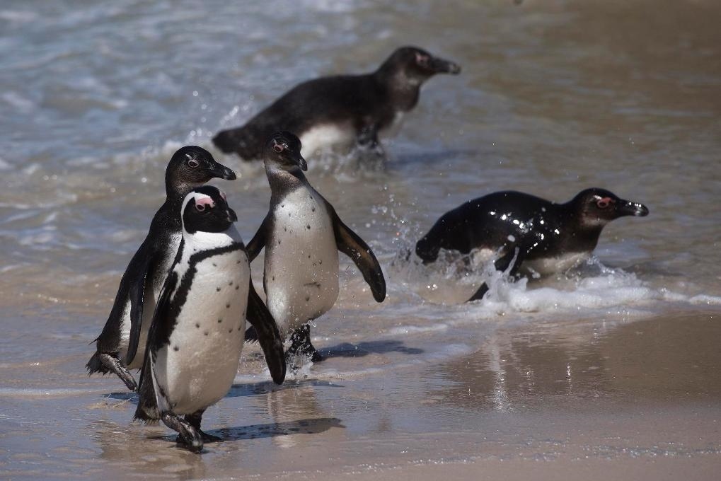 這是2021年9月29日在南非西蒙斯敦的博爾德斯海灘拍攝的捕食歸來的非洲企鵝。新華社記者 陳誠 攝