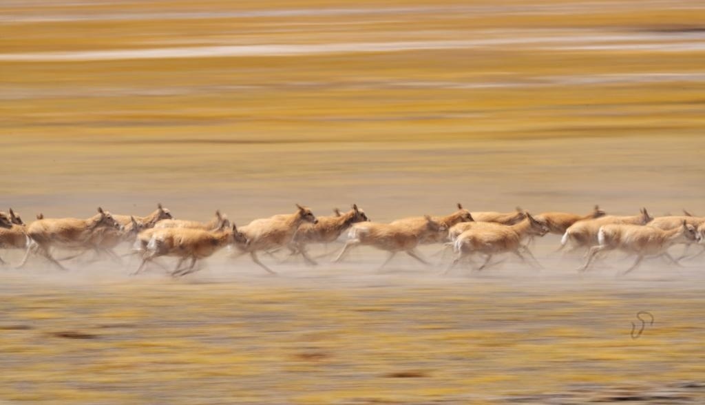 2024年6月13日，在羌塘國家級自然保護(hù)區(qū)，遷徙中的藏羚羊奔跑起來。新華社記者費(fèi)茂華攝