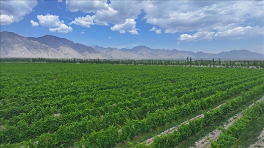 閩寧從荒蕪貧瘠的荒灘戈壁變成了如今的片片綠洲。