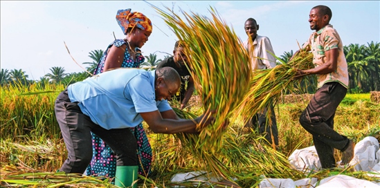 2018 年，中國農(nóng)業(yè)專家組在布隆迪布班扎省吉漢加縣設(shè)立首個(gè)水稻減貧示范村。圖為當(dāng)?shù)剞r(nóng)戶在稻田里給雜交水稻脫粒（2023 年 6 月 20 日攝） 韓旭攝 / 本刊