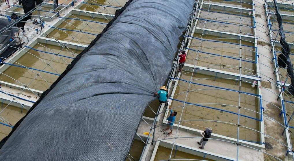 在文昌市翁田鎮(zhèn)的海興農(nóng)翁田蝦苗場，工人重新鋪設頂棚。無人機照片，新華社記者楊冠宇 攝