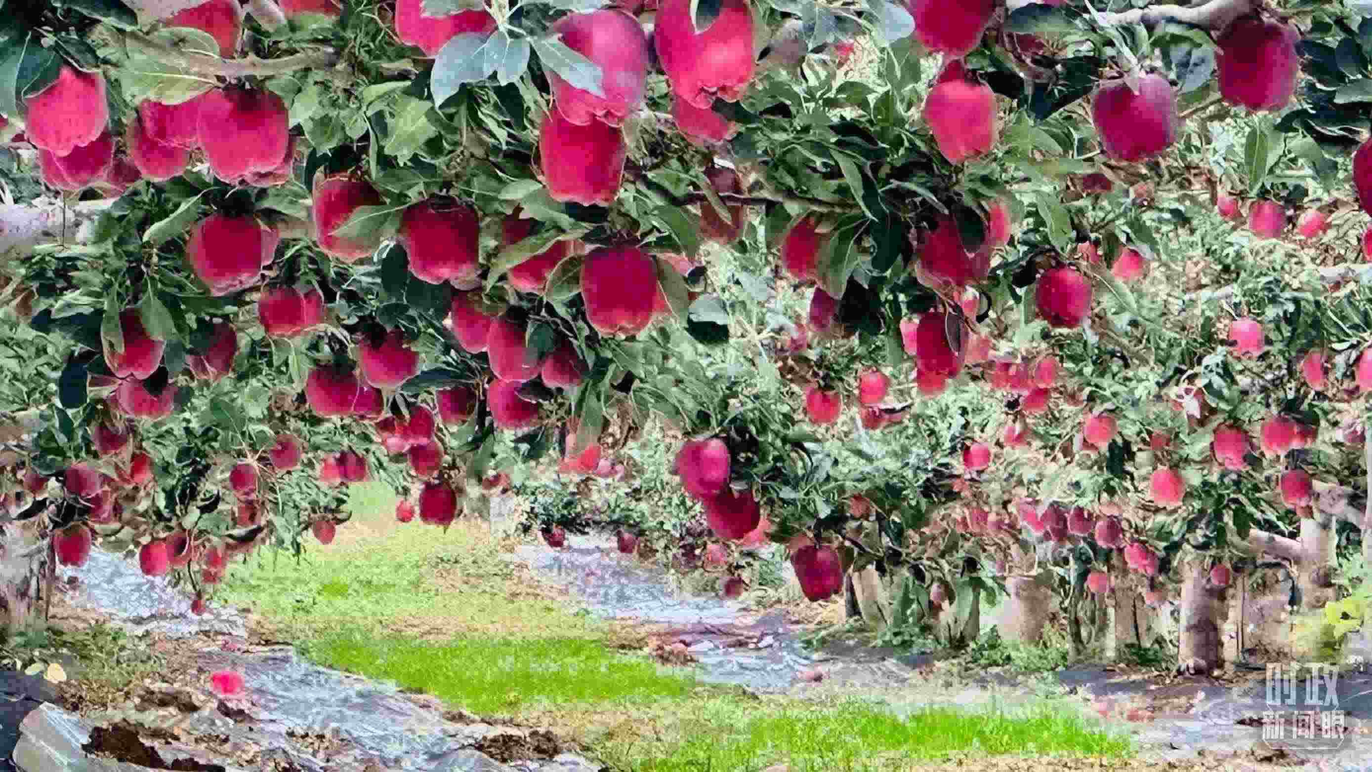 △ 麥積區(qū)南山花牛蘋果基地。（總臺央視記者范一鳴拍攝）