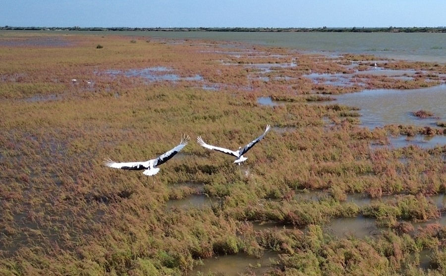 2024年8月28日，丹頂鶴在黃河三角洲國(guó)家級(jí)自然保護(hù)區(qū)展翅翱翔（無(wú)人機(jī)照片）。新華社記者 徐速繪 攝