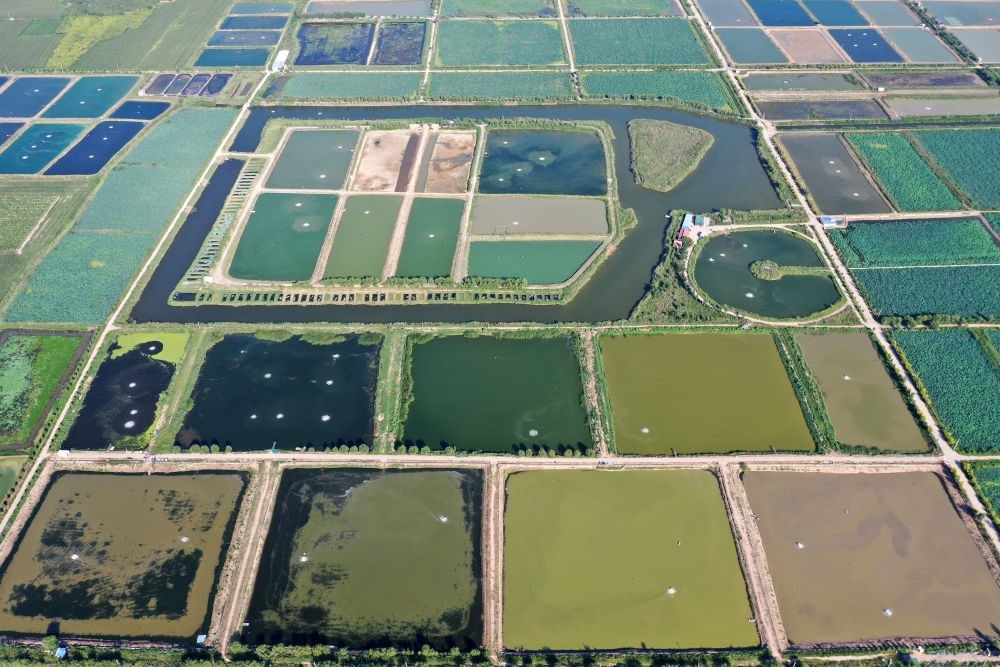 2024年8月13日在山西省臨猗縣薛公村拍攝的蟹塘（無人機(jī)照片）。薛公村位于黃河岸邊，有5000多畝黃河灘涂和近5000畝荒溝。當(dāng)?shù)赝ㄟ^將荒溝和灘涂進(jìn)行整合，發(fā)展特色水產(chǎn)養(yǎng)殖，讓守著黃河水、住在黃河灘的薛公村村民有了新的致富路。