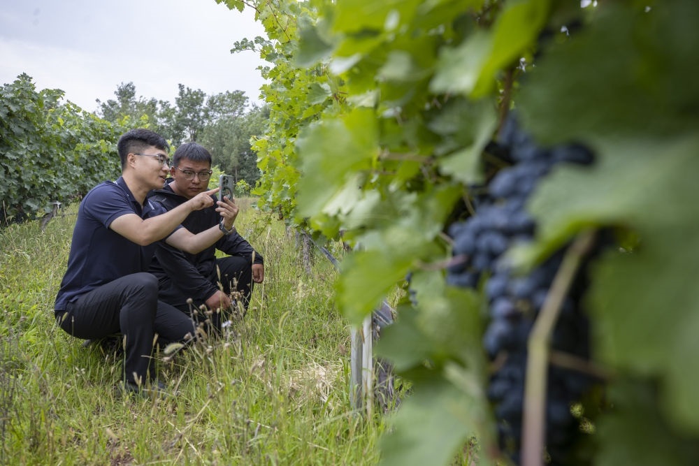 2024年8月15日，技術(shù)人員（左）和工作人員在寧夏銀川市西夏區(qū)的一個葡萄園工作。為推動黃河流域生態(tài)保護(hù)和高質(zhì)量發(fā)展先行區(qū)建設(shè)，銀川市積極打造高標(biāo)準(zhǔn)葡萄園，借助各種傳感器監(jiān)測釀酒葡萄的生長狀態(tài)，實(shí)現(xiàn)精準(zhǔn)灌溉，從而高效節(jié)約黃河水。