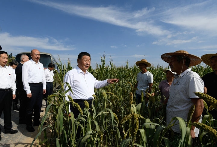 2021年9月13日至14日，中共中央總書記、國家主席、中央軍委主席習近平在陜西省榆林市考察。這是13日下午，習近平在米脂縣銀州街道高西溝村臨時下車，察看糧食作物長勢，同正在田間勞作的老鄉(xiāng)拉家常。新華社記者 李學仁 攝