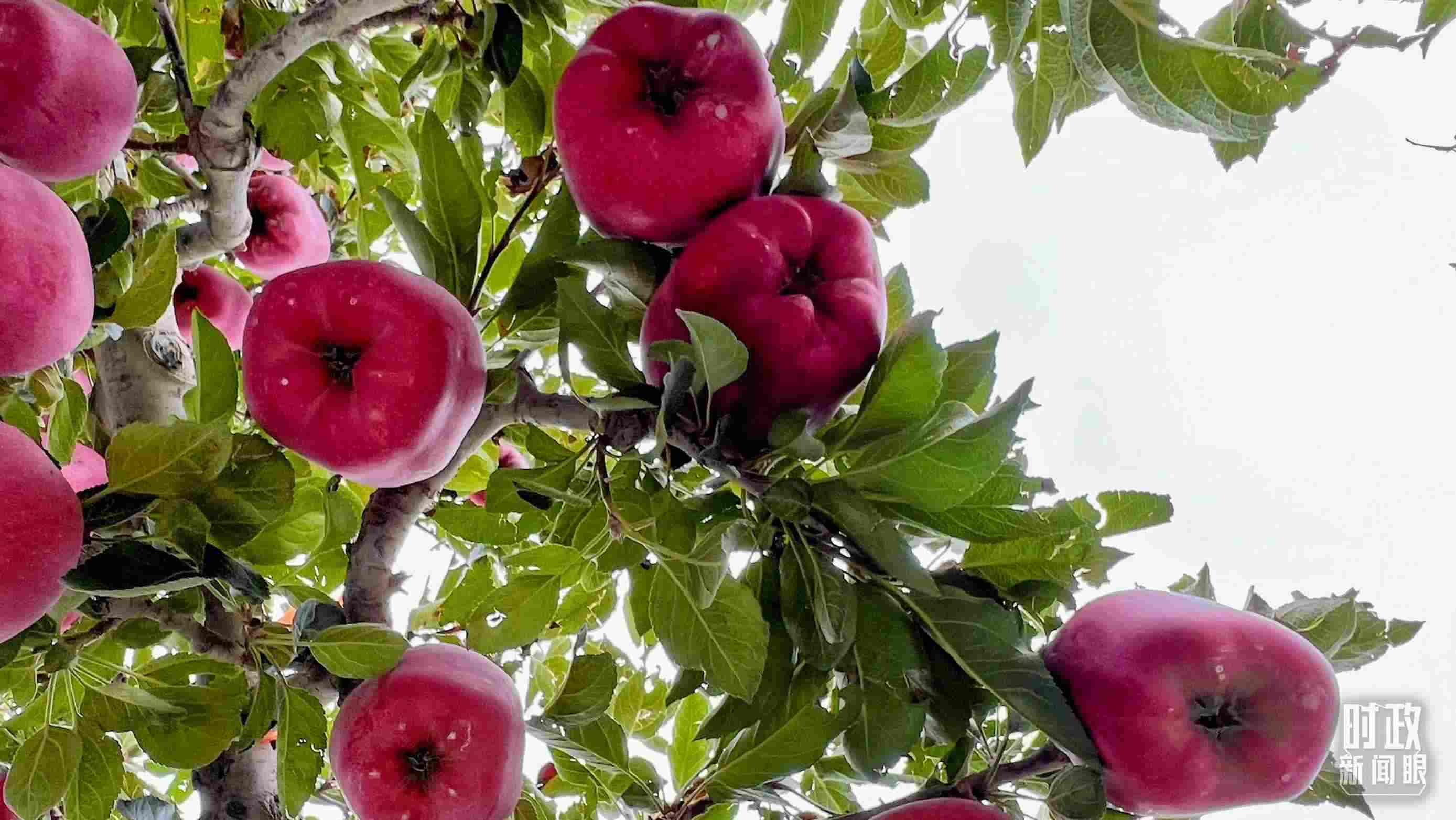 △南山花牛蘋果基地是元帥系蘋果生產(chǎn)基地。（總臺央視記者程鋮拍攝）
