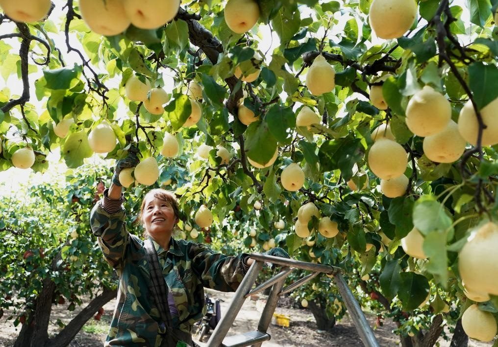 9月13日，河北省晉州市的農(nóng)民在果園采摘鴨梨。新華社記者楊世堯 攝