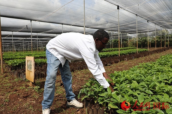 農(nóng)場協(xié)調(diào)員艾哈邁德·耶曼正在檢查咖啡幼苗。人民網(wǎng)記者 沈小曉攝