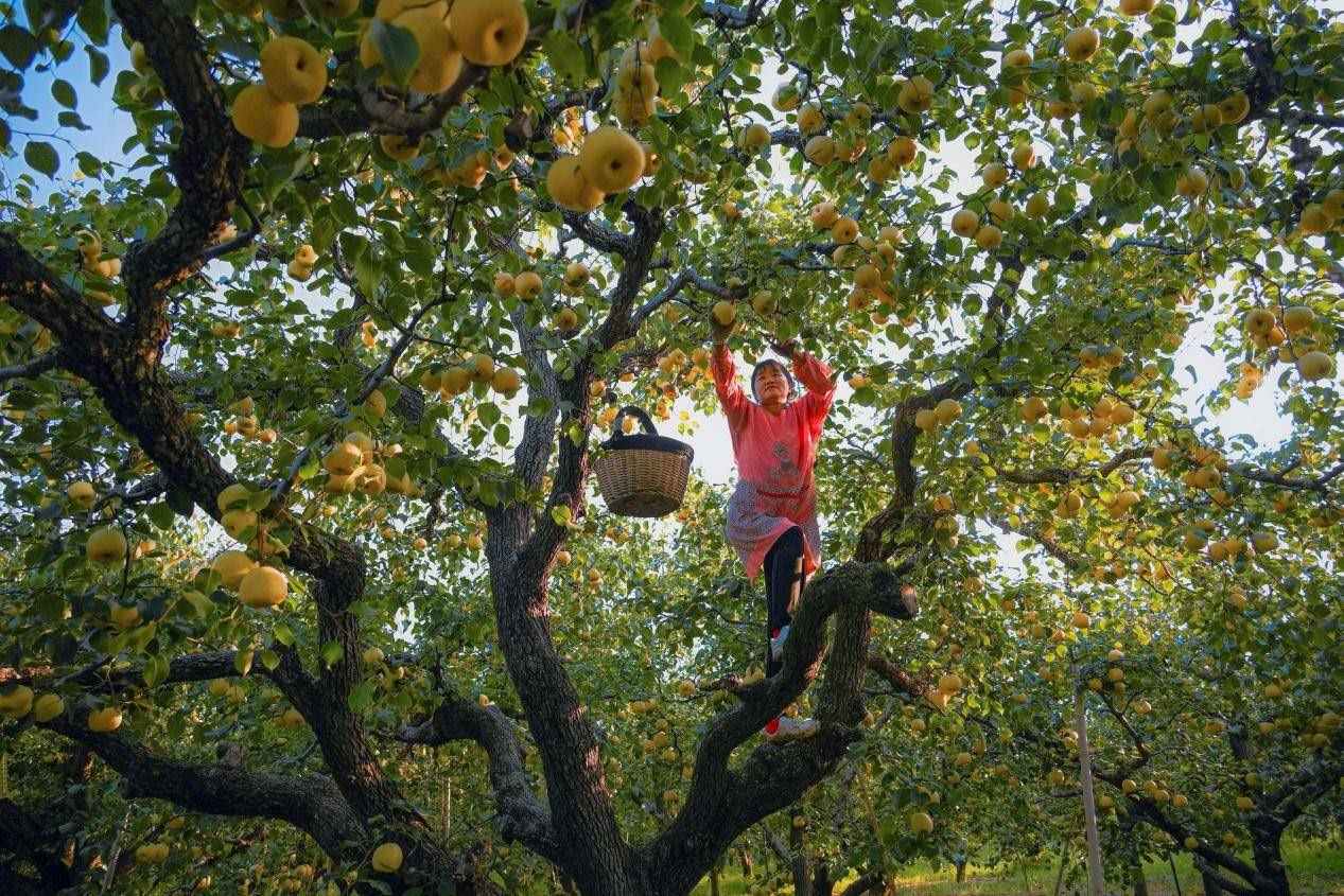 2024年10月4日，安徽省宿州市碭山縣程莊鎮(zhèn)衡樓村百年老梨園里，梨農(nóng)在忙著采摘酥梨。來源:人民圖片
