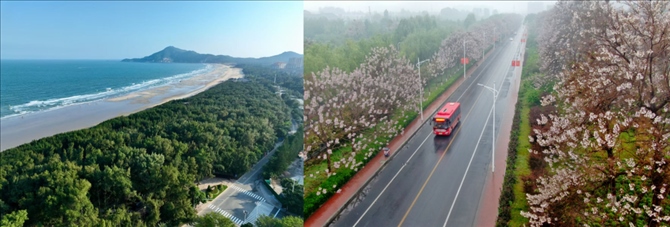 拼版照片：左圖為位于東山縣金鑾灣沿岸的木麻黃防護(hù)林帶（無人機(jī)照片，新華社記者 姜克紅 攝）；右圖為2021年4月20日在蘭考縣焦裕祿干部學(xué)院附近拍攝的泡桐花（無人機(jī)照片，新華社記者 郝源 攝）。