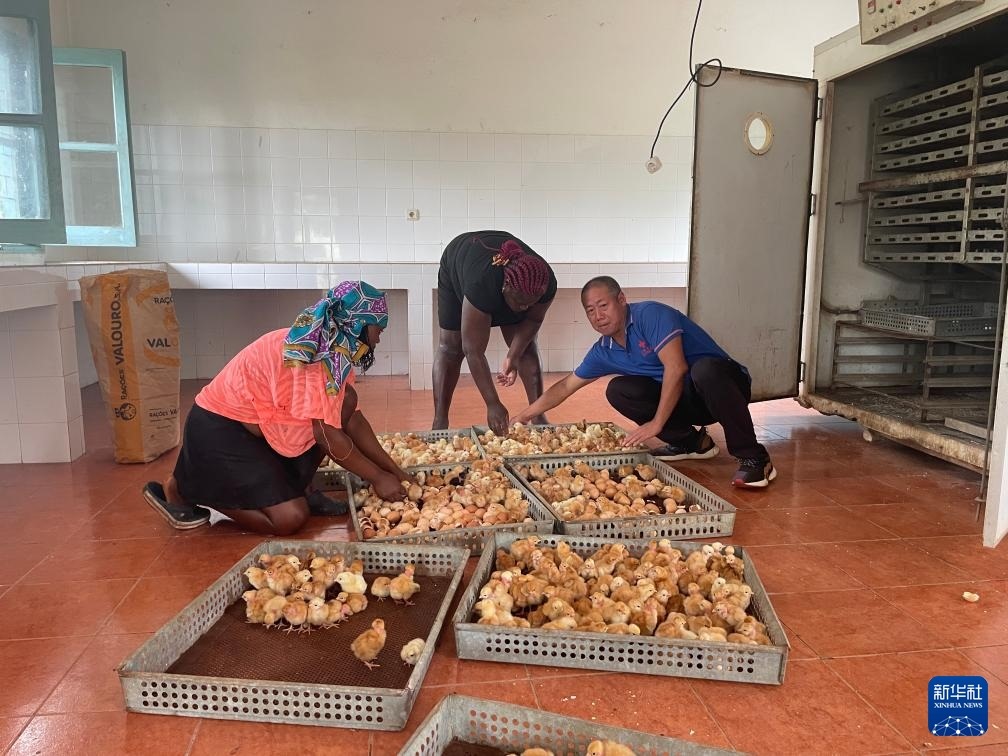 中國援圣普農(nóng)牧業(yè)技術項目組專家在圣多美和普林西比家禽繁育中心指導雛雞人工孵化技術（2024年10月8日攝）。新華社發(fā)（中國援圣普農(nóng)技組供圖）