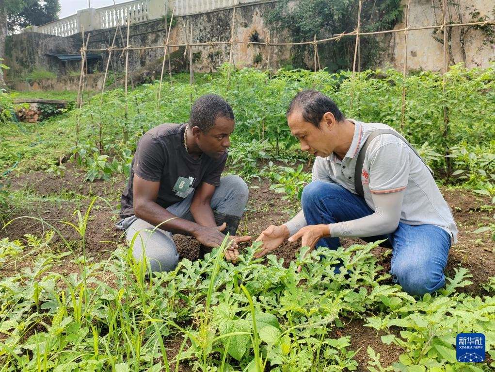 中國援圣普農(nóng)牧業(yè)技術項目組專家彭杰（右）在圣多美和普林西比的梅佐希大區(qū)指導蔬菜種植戶改善田間管理技術（2024年1月25日攝）。新華社發(fā)（中國援圣普農(nóng)技組供圖）