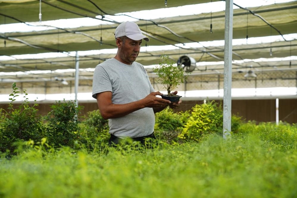 7月28日，在烏茲別克斯坦錫爾河州的上合組織農(nóng)業(yè)基地中烏現(xiàn)代農(nóng)業(yè)科技示范園，工作人員檢查盆栽植物。新華社發(fā)（扎法爾攝）