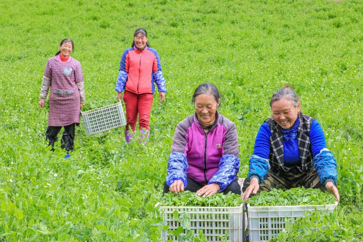 在四川省阿壩藏族羌族自治州馬爾康市馬爾康鎮(zhèn)納足村，當季蔬菜喜獲豐收，群眾正在忙著采收、裝箱供應市場。來源：人民圖片