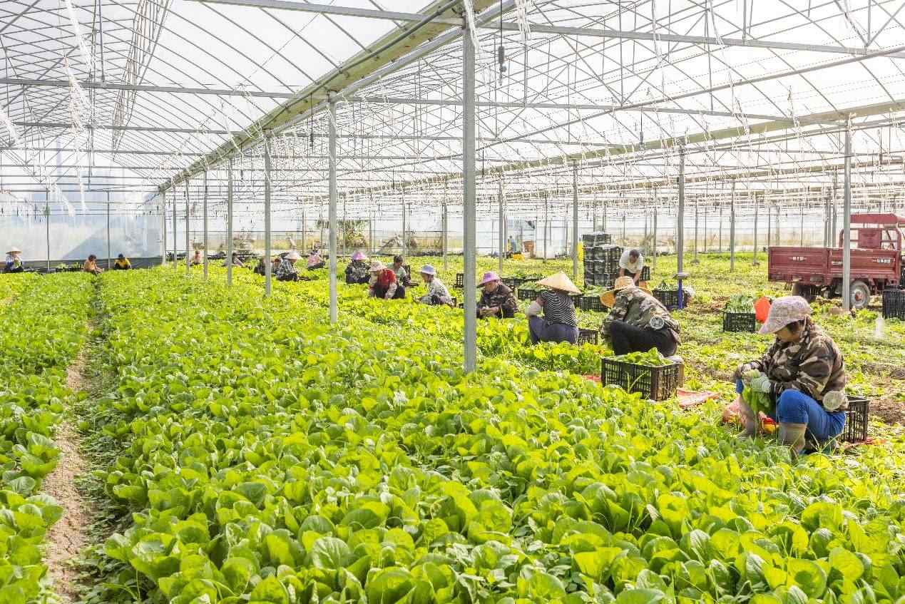 2024年10月8日，在廣西梧州市蒙山縣文圩鎮(zhèn)大明村一個大棚蔬菜基地內，民工在采摘、包裝包心菜，準備運銷外地。來源：人民圖片