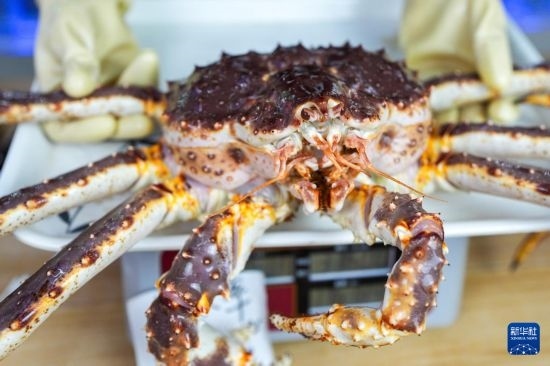 這是9月20日在吉林省琿春市的東北亞跨境電商產(chǎn)業(yè)園內(nèi)的帝王蟹保稅店拍攝的帝王蟹。新華社記者 許暢 攝