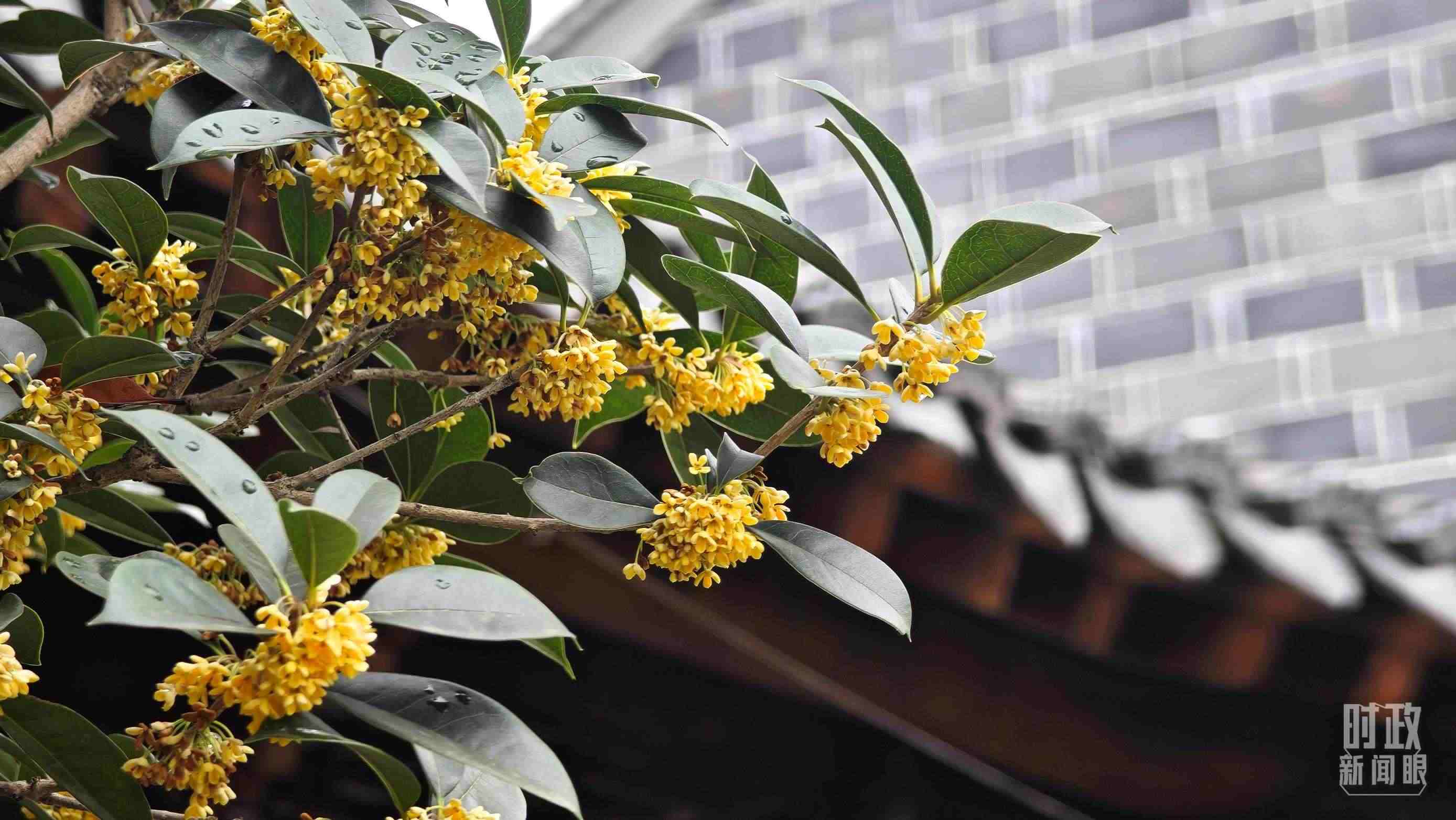 △六尺巷。（總臺(tái)央視記者趙化、彭漢明拍攝）