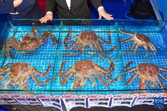 這是9月19日拍攝的吉林省琿春市一商家所售賣的帝王蟹。新華社記者 許暢 攝