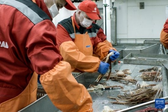 俄羅斯蟹業(yè)集團的工作人員在生產(chǎn)線上加工產(chǎn)品（資料照片）。新華社發(fā)（俄羅斯蟹業(yè)集團供圖）