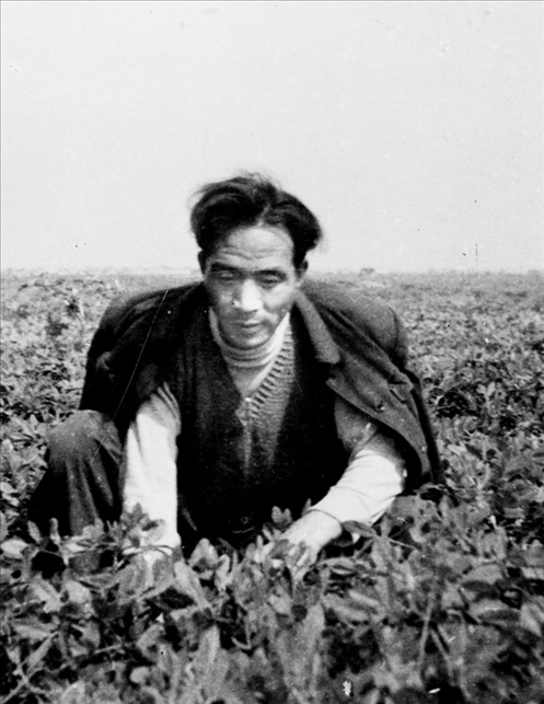 在蘭考期間，焦裕祿在田間勞動的情景。